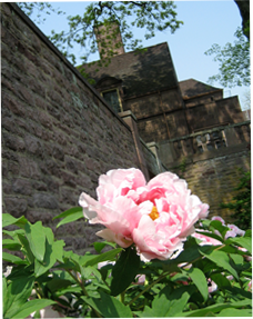 Image of Tyler Gardens Flowers
