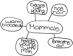 Web showing Attributes of a Mammal